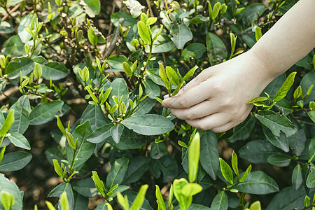 摘茶采茶图片