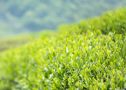 春天的嫩茶芽图片