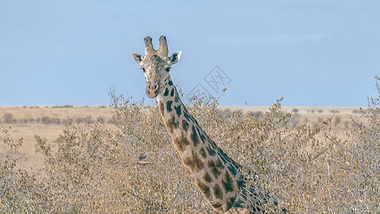 肯尼亚长颈鹿背景图片