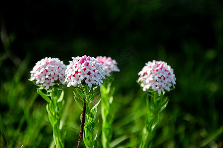 狗蹄花狼毒花背景