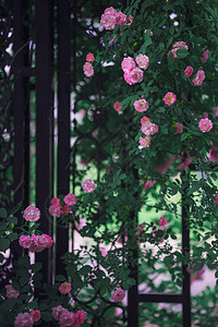 蔷薇花开花卉高清图片素材