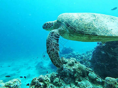 马尔代夫海龟海底高清图片素材