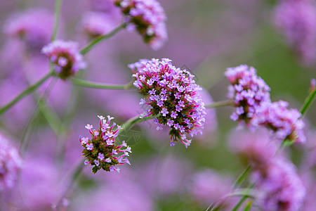 紫色马鞭草花图片