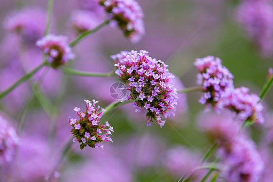 紫色马鞭草花图片