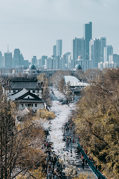 南京樱花大道图片