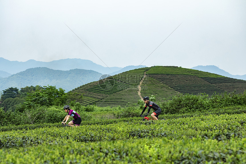 茶园骑行图片