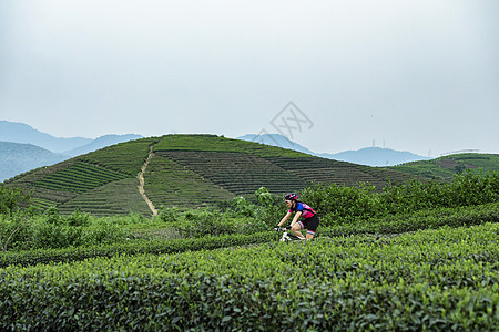 茶园骑行茶园骑行高清图片