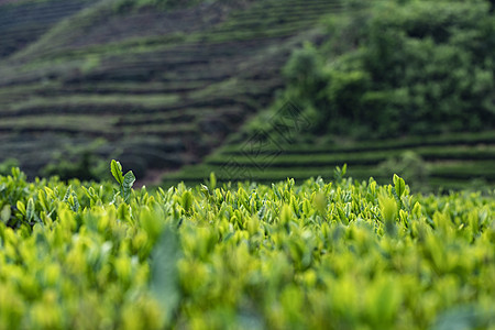 茶园背景图片