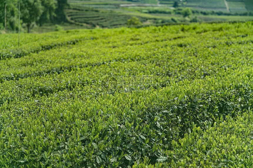 春天的茶园图片