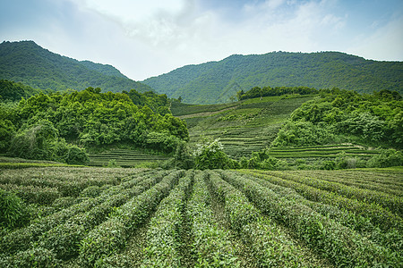 龙井茶园茶园背景