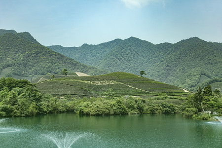 茶园夏季绿色茶叶花纹高清图片