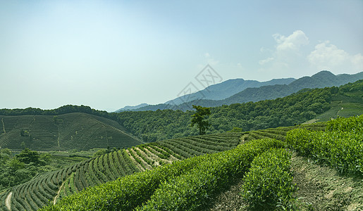 茶园夏天景色高清图片