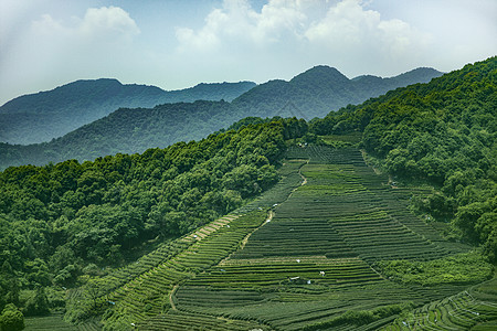 黄山茶叶茶园背景