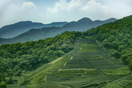 茶园图片