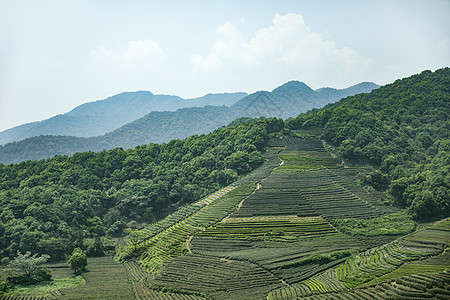 茶园龙灵山茶山高清图片