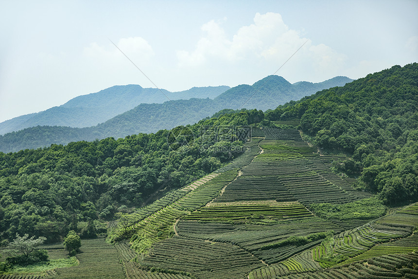 茶园图片