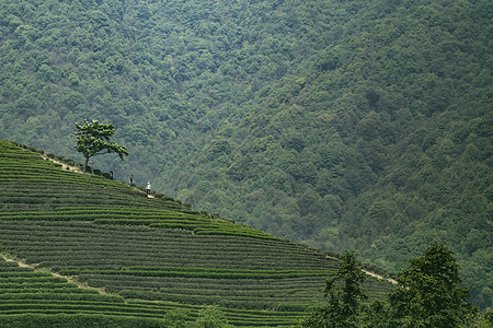 茶园龙灵山茶山高清图片