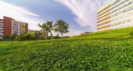 华东理工大学校园草坪图片