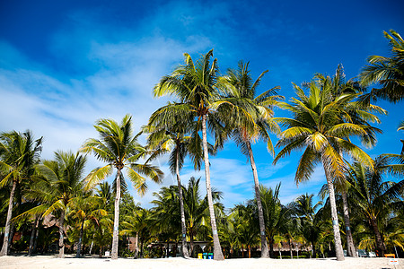 海边的椰子树夏天沙滩椰子树背景