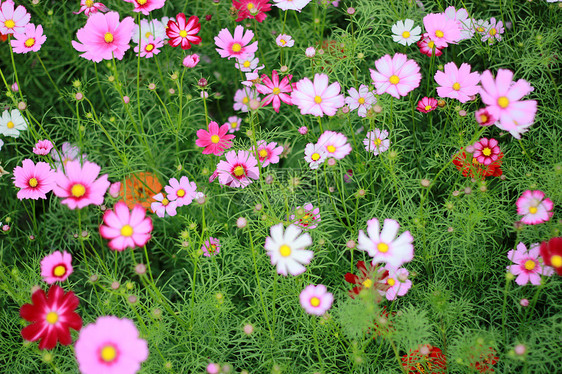 格桑花图片