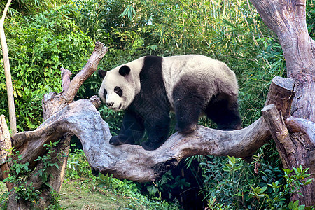 爬树的大熊猫图片