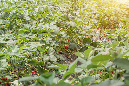 现代化草莓温室种植园图片