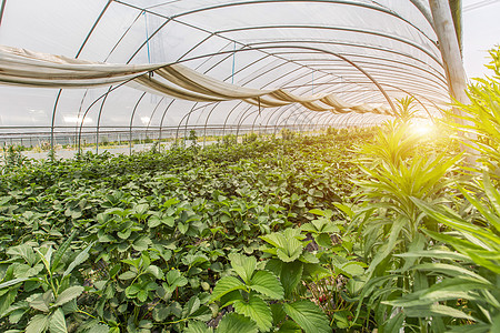 种植花现代化草莓温室种植园背景