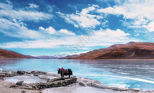 高原羊羊湖上的牦牛背景