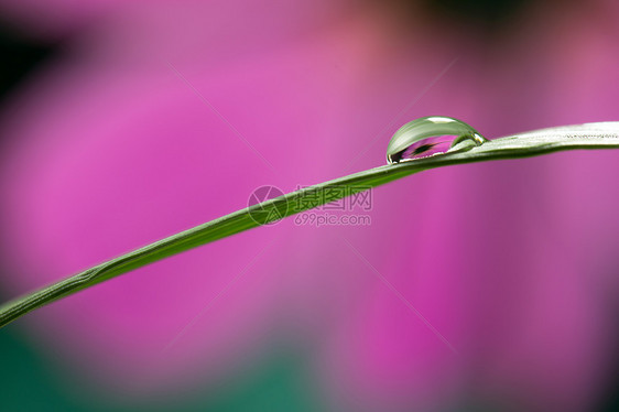 水滴中的花朵图片