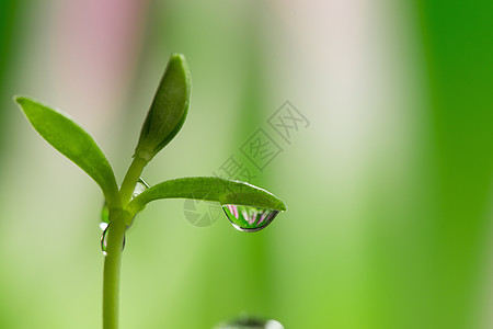 寒露节气水滴中的花朵背景