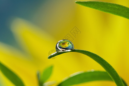 节气水滴中的花朵背景