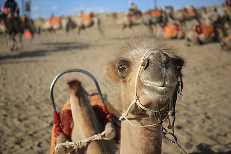 鸣沙山骆驼图片