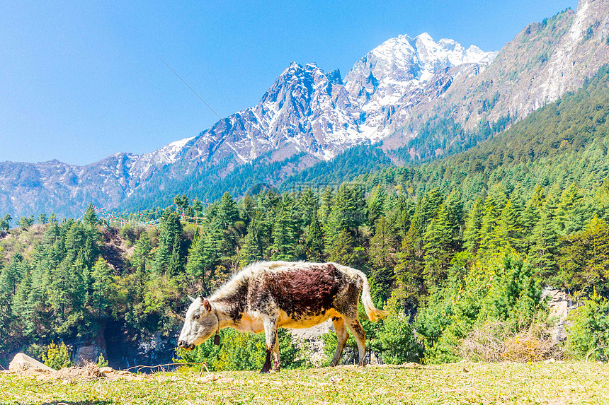 吉隆大峡谷图片