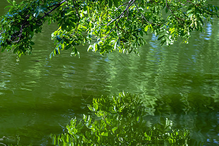 水上树叶绿色高清图片素材
