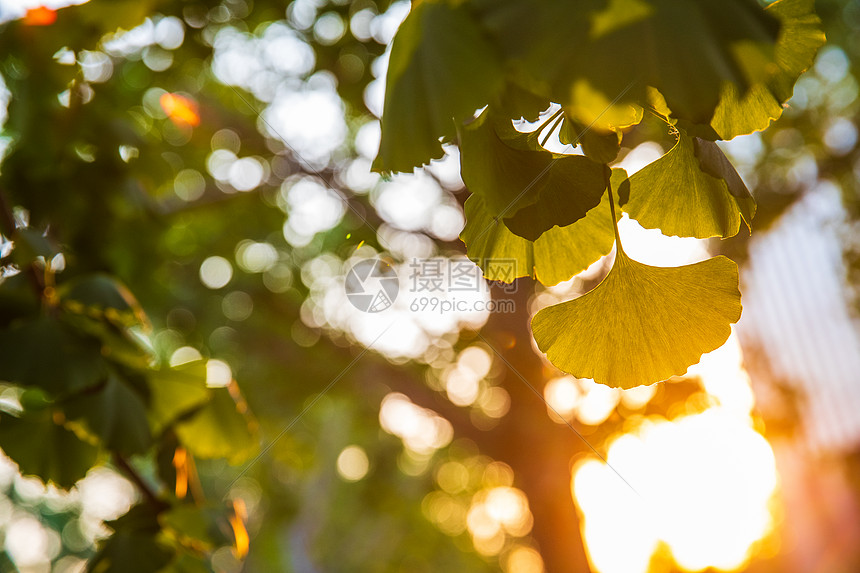 夏季银杏树图片