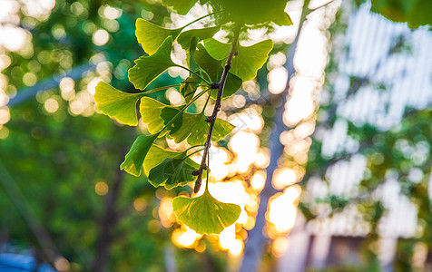 绿色小猫剪影夏季银杏树背景