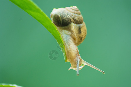 蜗牛吃植物蜗牛背景