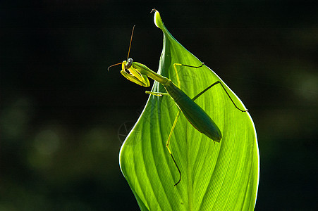 微距昆虫昆虫螳螂高清图片