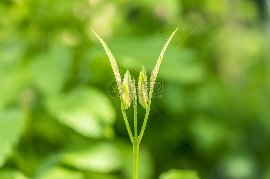 植物发芽图片