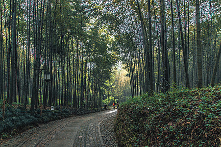 竹林阳光林间小路背景