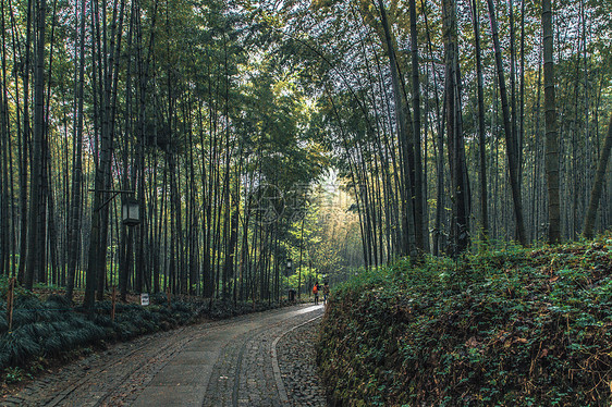 林间小路图片