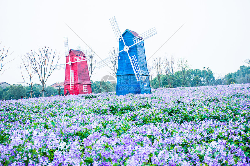 紫色花海里的风车图片