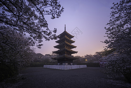 春天首页武汉东湖樱花园日出背景