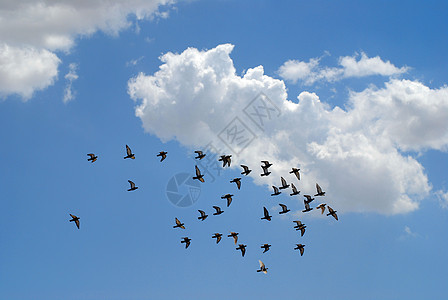 鸽子群蓝天飞翔图片