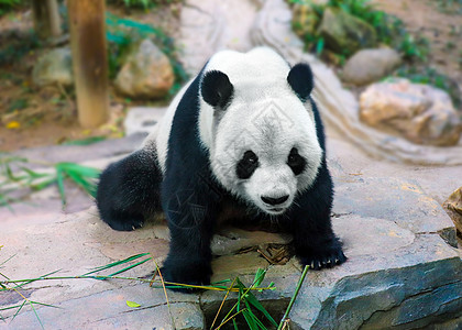 小熊猫背景图片
