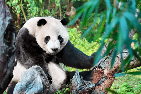 国宝熊猫啃竹子熊猫在爬树背景