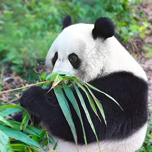熊猫吃竹子国宝高清图片素材