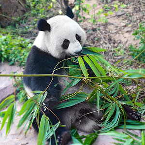 成都峨眉山熊猫吃竹子背景