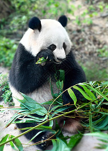 成都峨眉山熊猫吃竹子背景