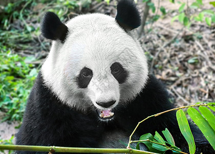 竹子矢量熊猫吃竹子背景